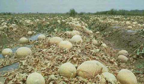 Collapse of melon plants due to M. cannonballus. (Courtesy R. Martyn)