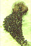5. Ruptured perithecium on potato dextrose agar exuding ascospores. 