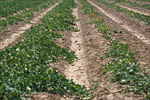 13. Muskmelons grown in fumigated (left) and non-fumigated (right) soil. 