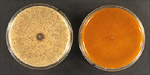 14. Normal, wildtype isolate (left) and  dsRNA-infected hypovirulent isolate (right). (Courtesy R. Martyn).