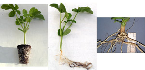 Watermelon seedling grown in traditional small transplants cell.  Note the lack of a taproot in both the seedling (middle) and the mature root from the field (right). (Courtesy R. Martyn)