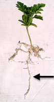 Watermelon seedling from a Cone-Tainer showing a well-developed taproot (arrow). (Courtesy R. Martyn)