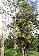 Figure 2. Brown root rot disease spreading through a roadside planting of kapok trees: a dead tree in the foreground, a tree with only a few wilted, yellowish-colored leaves, and several healthy trees. (Courtesy F. Brooks)