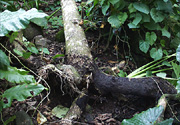 Figure 3. Fallen tree with rotted roots on one side. Note root on right covered by a black mycelial crust (arrow). (Courtesy F. Brooks)