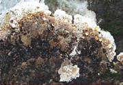 Figure 6. Glistening leading edge of the mycelial crust coincides with internal damage done by the fungus. (Courtesy F. Brooks)