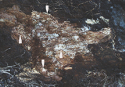Figure 7. White patches of mycelium are usually visible between bark and sapwood (arrows). (Courtesy F. Brooks)