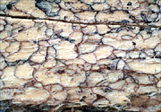Figure 8. With age, reddish hyphae in wood agglutinate (stick together), turn black and brittle. (Courtesy F. Brooks)