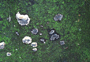 Figure 11. Sporocarps of Phellinus noxius starting as small, round, flat patches on a tree trunk. (Courtesy F. Brooks)