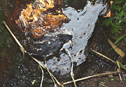 Figure 12. Effused, flat sporocarps are commonly formed on fallen trees, especially on the underside; they also form on vertical