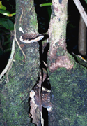 Figure 13. Reflexed, shelf-like sporocarps (arrow) are the least common and usually have part of their gray pore surface growing