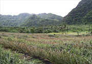 Figure 19. A relatively large farming venture in a cleared valley surrounded by rain forest. (Courtesy F. Brooks)