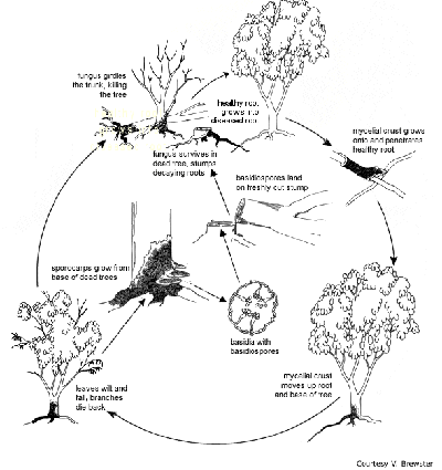 Disease cycle of Brown Root Rot
