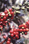 Figure 2. Arabica coffee: Flowers and green and ripe berries. (Used by permission from H.D. Thurston)