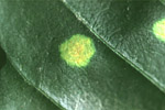 Figure 3. Coffee rust lesion viewed from the upper leaf surface. (Used by permission from J.R. Baker)