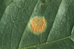  Figure 4. Coffee rust lesion viewed from the lower leaf surface. (Used by permission from J.R. Baker)