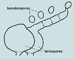  Figure 10. Hemileia teliospores germinate to produce a basidium bearing basidiospores. (Used by permission from P.A. Arneson)