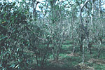  Figure 13. Severe defoliation by coffee rust can kill the trees. (Used by permission from H.D. Thurston)