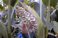 Common smut of corn caused by Ustilago maydis. (Courtesy J.K. Pataky)