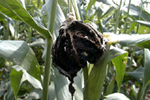 Figure 2. Common smut of corn derives its name from sooty masses of teliospores that form as smut galls mature. (Courtesy J.K. Pataky)
