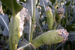 Figure 6. Galls of common smut, Ustilago maydis, replace individual kernels on corn ears. (Courtesy J.K. Pataky)