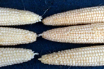 Figure 7. Kernels at the tip of the ear are slightly discolored and disfigured (right) 3 to 6 days after infection by Ustilago maydis when compared to healthy, pollinated kernels (left). (Courtesy J.K. Pataky)