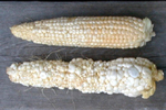 Figure 8. Small, white, firm galls develop 9 to 10 days after infection on the tip half of the ear compared to normal kernels of corn on the base half of the ear (top). Galls have begun to enlarge resulting in tumor-like growth 11 to 12 days after infection on an ear in which nearly all ovaries are infected (bottom). (Courtesy J.K. Pataky)