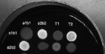 Figure 27. The charcoal test can be used to quickly determine mating type. In this example, the T2 strain has a genotype a2b2 that is compatible with a1b1. The second strain being tested (T1) has a genotype other than a1b1 or a2b2, but further tests would be required to assess its genotype. (Courtesy K.M. Snetselaar)