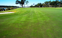 Figure 6. Rapid blight symptoms on an overseeded green in South Carolina. 