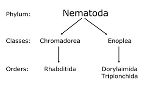 Figure 1. Phylogenetic relationships between the four orders of plant parasitic nematodes.
