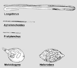 Figure 2. A comparison of nematode size and shapes of some common plant parasitic nematodes. (Courtesy G.L. Schumann)