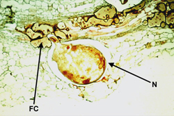 Figure 5. Longitudinal section of a tobacco root infected with Meloidogyne.