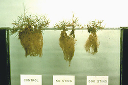 Figure 6. Belonolaimus ( the sting nematode) infecting Bermudagrass