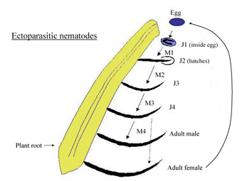 Figure 9. Life cycle of an ectoparasitic nematode. The abbreviation J=juvenile and M=molt.