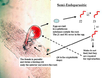 Figure 11. The life cycle of Rotylenchulus (Reniform nematode).