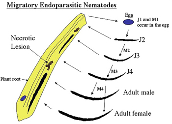 Figure 12. Life cycle of a typical migratory endoparasitic nematode.