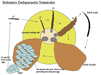 Figure 14. Cross section of a soybean root depicting the life cycle of the soybean cyst nematode, Heterodera glycines.