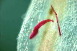 Figure 15. Acid fuchsin stained soybean cyst nematodes invading a soybean root. Note the difference in size between the thin J2 stage and the slightly swollen juvenile that has been feeding from the plant. The larger nematode's head is clearly embedded in the vascular tissue of the root. (Courtesy K. Lambert)