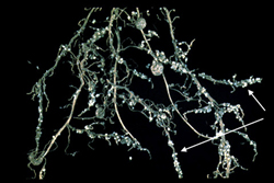 Figure 16. Soybean roots infected with Heterodera glycines (soybean cyst nematode). The arrows point to the female nematodes. (Courtesy R.A. Motsinger, used by permission of the Society of Nematologists)