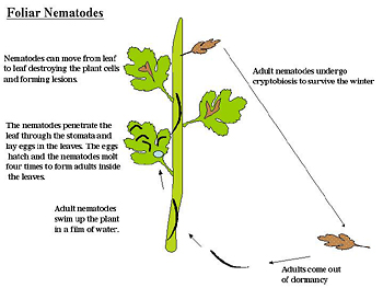 Figure 21. Life cycle of Aphelenchoides, the foliar nematode.