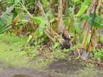 Figure 2. Toppled banana plants are a cardinal symptom of burrowing nematode damage. (Photo by F. Brooks, used with permission)