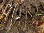 Figure 3. Rotted anchor roots protruding from the rhizome of a toppled banana plant. Burrowing nematodes destroy the root cortex