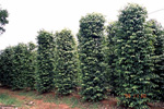 Figure 8. Healthy black pepper vines are usually trellised on vertical posts. (Image by Raintree Nutrition, Inc., used with perm