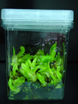 Figure 17. Disease-free banana plantlets are grown and multiplied on a tissue culture medium of nutrient salts and plant growth 