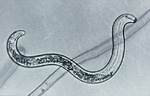 Figure 8. Microscope image of Pratylenchus penetrans. (Courtesy D. Wixted)