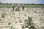 Figure 17. Damage pattern induced by lesion nematodes in a tobacco field. (Courtesy F. A. Todd)
