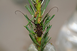 Figure 9. Monochamus (pine sawyer) beetle feeding damage. (Courtesy L.D. Dwinnell, copyright-free)