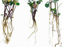 Figure 4. Aphanomyces euteiches race 1 inoculated alfalfa. Left: race 1 resistant cultivar WAPH-1; Center: susceptible cultivar 