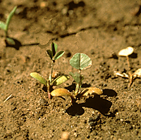 Figure 6. Aphanomyces root rot of alfalfa seedling. (APS Image; Image adjusted from original University of Wisconsin-Madison Dep