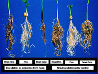 Figure 13. Comparison of bean and pea reactions to an isolate of the bean pathotype of Aphanomyces euteiches f. sp. phaseoli. Th