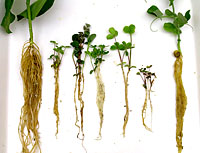 Figure 15. Inoculation of several legume species with an alfalfa pathotype of Aphanomyces euteiches. From left to right: bean, k